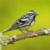 Adorable Warbler Bird Paint By Numbers