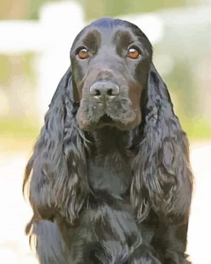 Black Cocker Spaniel Paint By Numbers