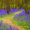 Bluebell Wood Path Paint By Numbers