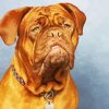 Bordeaux Mastiff Dog Paint By Numbers