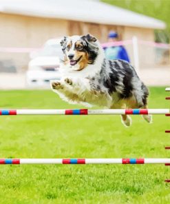 Dog Agility Jumping Paint By Numbers