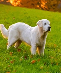 English Golden Retriever Dog Paint By Numbers