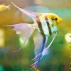 Freshwater Angelfish Paint By Numbers