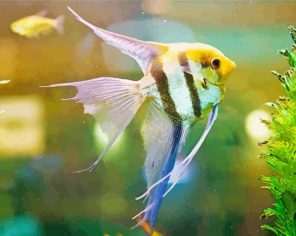 Freshwater Angelfish Paint By Numbers