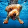 Funny Cain Terrier Underwater Paint By Numbers