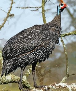 Guineafowls On Branch Paint By Numbers