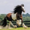 Gypsy Vanner Running Paint By Numbers