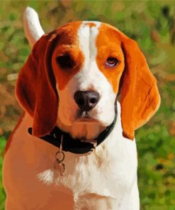 Jakie Beagle Dog Paint By Numbers