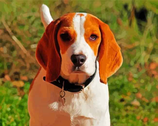 Jakie Beagle Dog Paint By Numbers