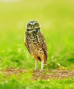 litte Burrowing Owl Paint By Numbers