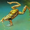 Marsh Frog Jumping Paint By Numbers