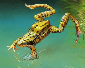 Marsh Frog Jumping Paint By Numbers