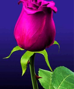 Purple Rose Illustration Paint By Numbers