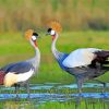 Two Grey Crowned Crane Birds Paint By Numbers