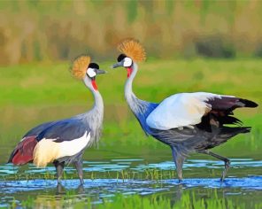 Two Grey Crowned Crane Birds Paint By Numbers