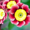 Yellow And Red Primula Paint By Numbers