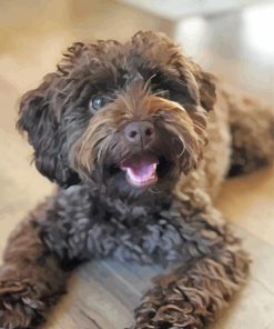 Adorable Schnoodle Dog Paint By Numbers
