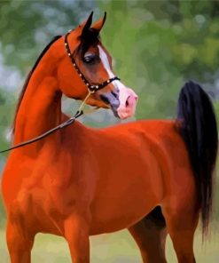 Aesthetic Arabian Horse Paint By Numbers
