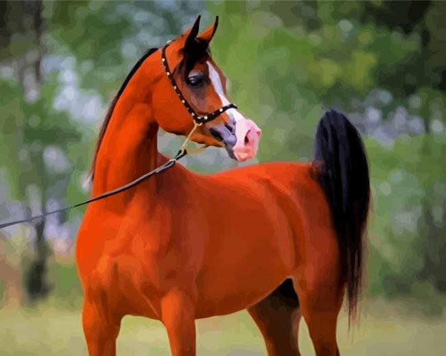 Aesthetic Arabian Horse Paint By Numbers