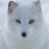 Baby Arctic Fox Paint By Numbers