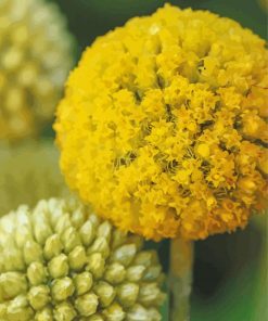 Billy Buttons Flowers Paint By Numbers