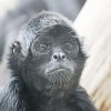 Black And White Spider Monkey Paint By Numbers