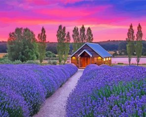 Cottage And Lavender At Sunset Paint By Numbers