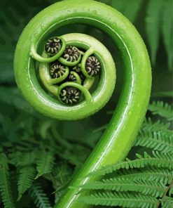 Koru Green Plant Paint By Numbers