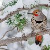 Northern Flicker Paint By Numbers