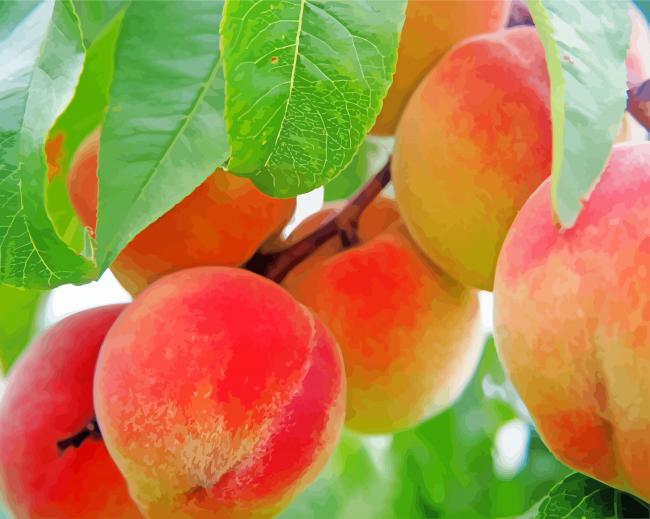 Peach Fruit Tree Paint By Numbers