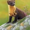 Adorable Marten Paint By Numbers