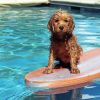 Wet Dog On Surfboard Paint By Numbers
