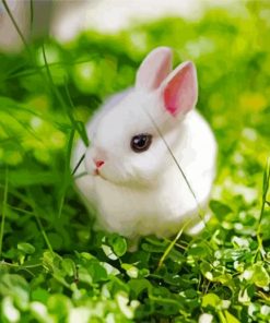 White Baby Rabbit Paint By Numbers