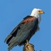 African Fish Eagle Paint By Numbers