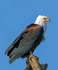African Fish Eagle Paint By Numbers