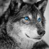 Black And White Wolf Blue Eyes Paint By Numbers