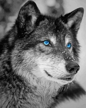 Black And White Wolf Blue Eyes Paint By Numbers