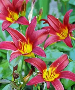 Daylilies Flowering Plant Paint By Numbers