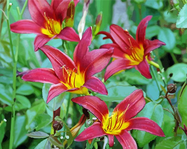 Daylilies Flowering Plant Paint By Numbers