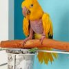 Golden Conures Bird Paint By Numbers