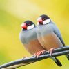 Java Sparrows Birds Paint By Number