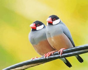 Java Sparrows Birds Paint By Number