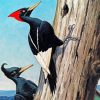 Male And Female Woodpecker Art Paint By Numbers