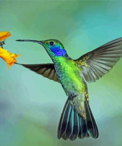 Mexican Violetear Bird Paint By Numbers