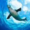 The Hawaiian Monk Seal Paint By Numbers