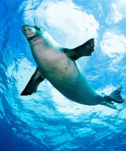 The Hawaiian Monk Seal Paint By Numbers