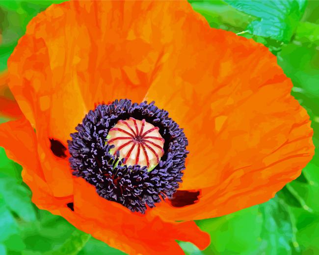 Aesthetic Orange Poppy Paint By Numbers