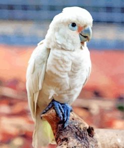 Cute Goffins Cockatoo Paint By Numbers