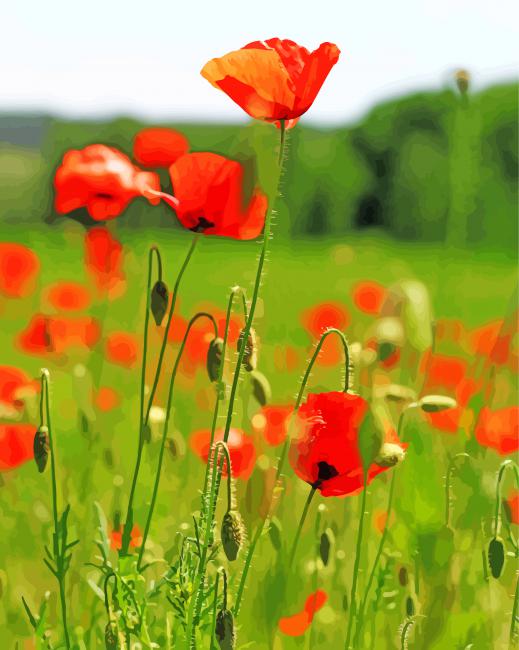 Poppy Field Of Wild Flowers Paint By Numbers