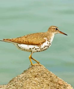 Sandpiper Bird Paint By Numbers